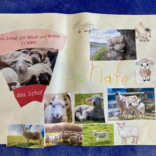 Plakat der Schafe