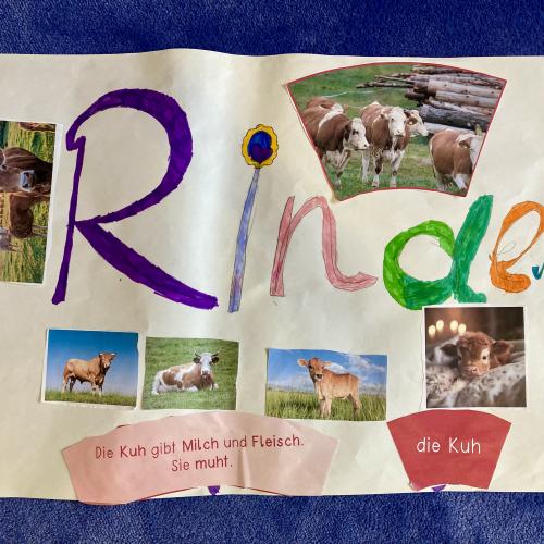 Plakat der Rinder