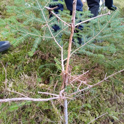 Abgewetzter Baum