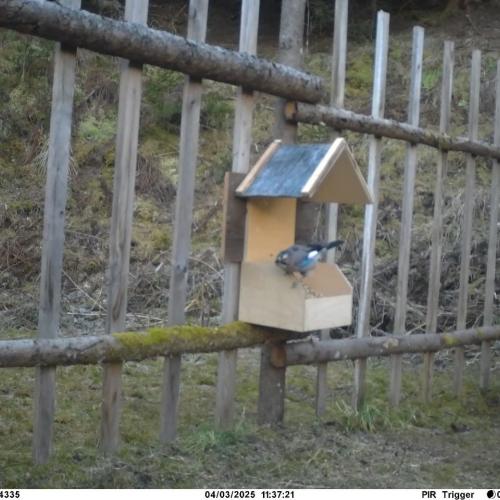 Vogel bei Rehfütterung